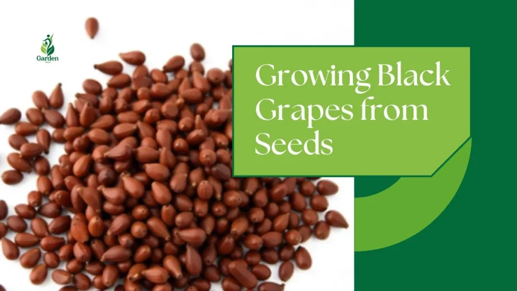 Growing Black Grapes from Seeds