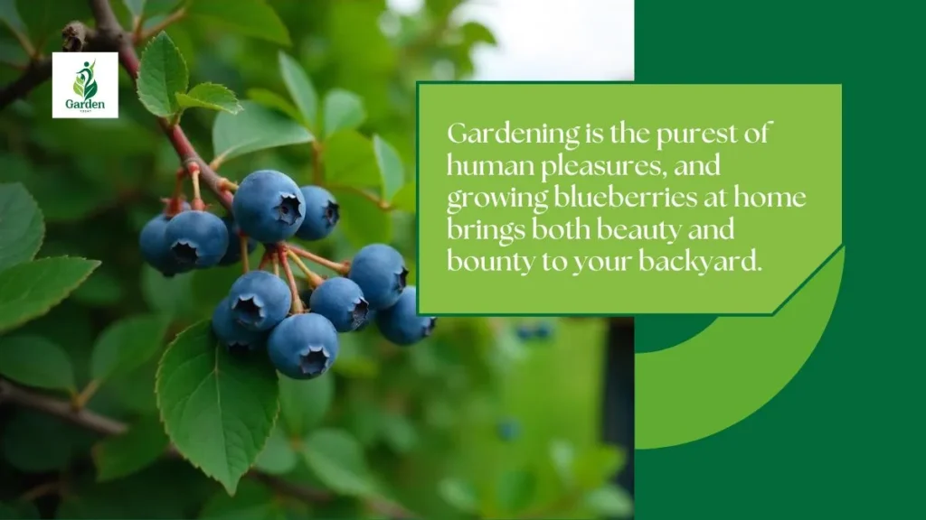 How to Grow Blueberries at Home