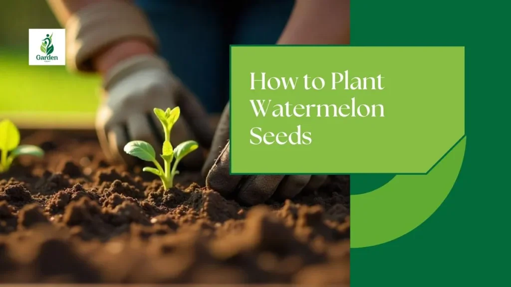 How to Plant Watermelon Seeds