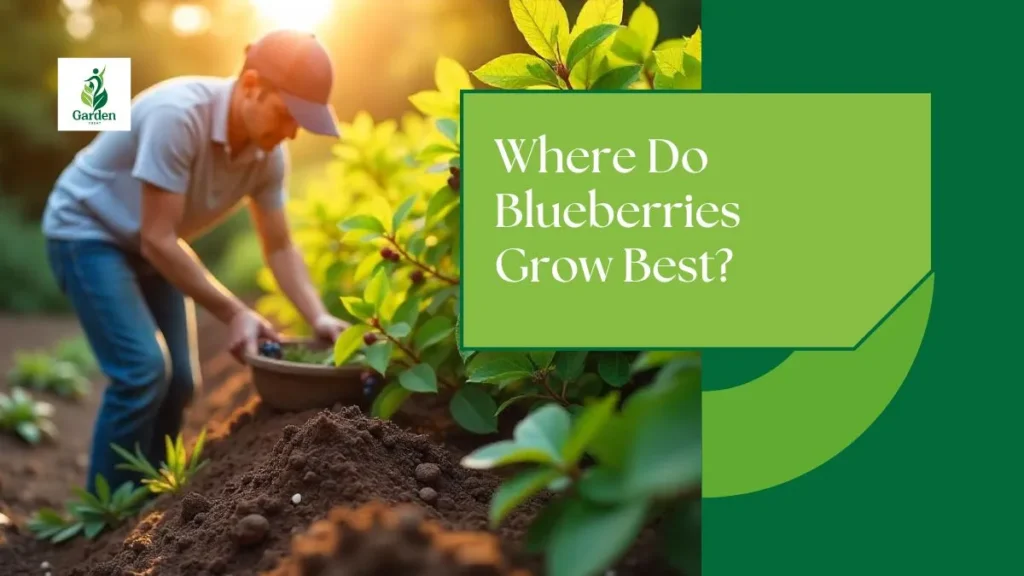 Where Do Blueberries Grow Best?