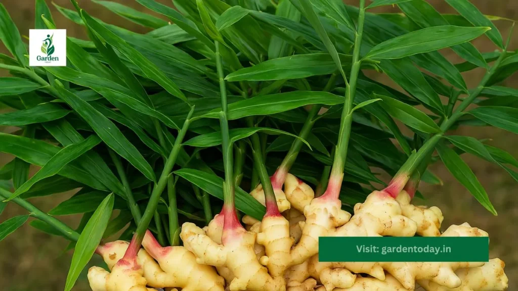 How to Grow Ginger at Home