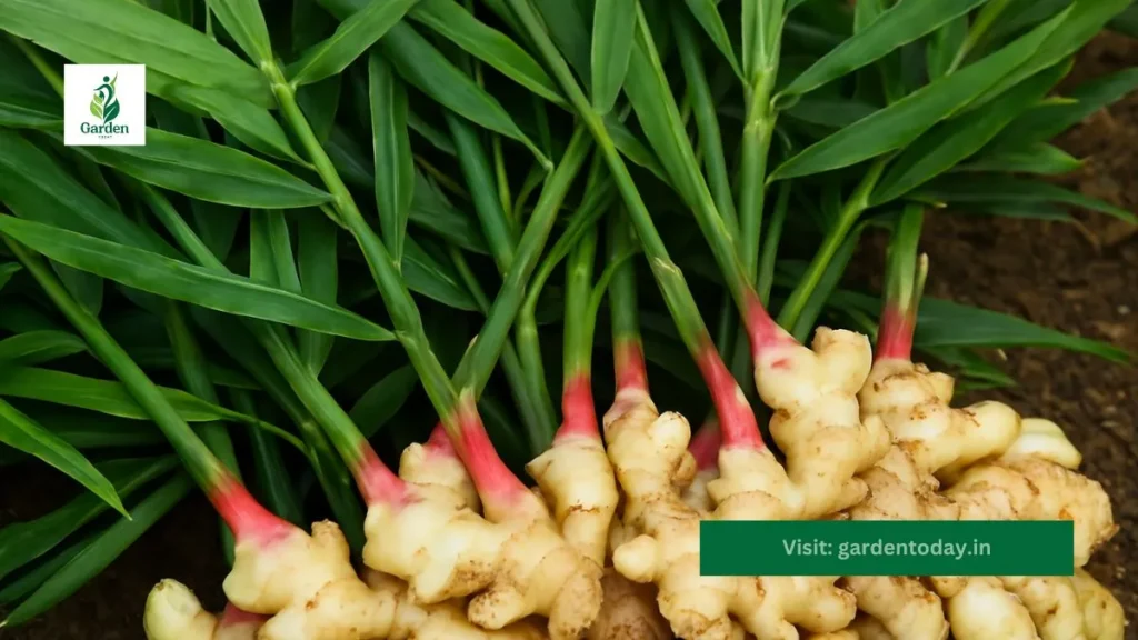 How to Grow Ginger at Home
