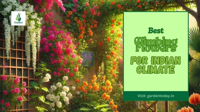 Best Climbing Flowers