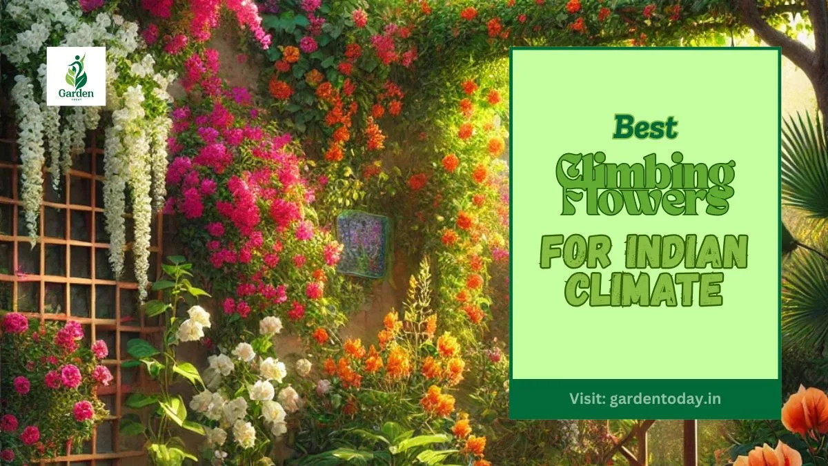 Best Climbing Flowers