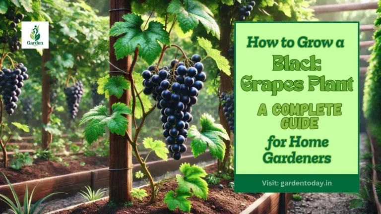 Black Grapes Plant