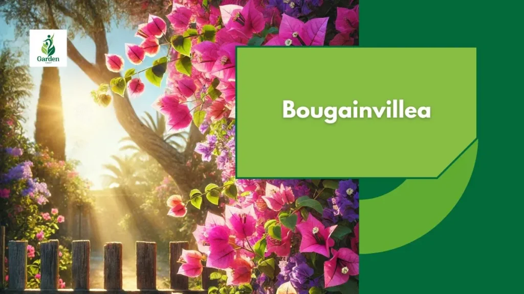 Bougainvillea