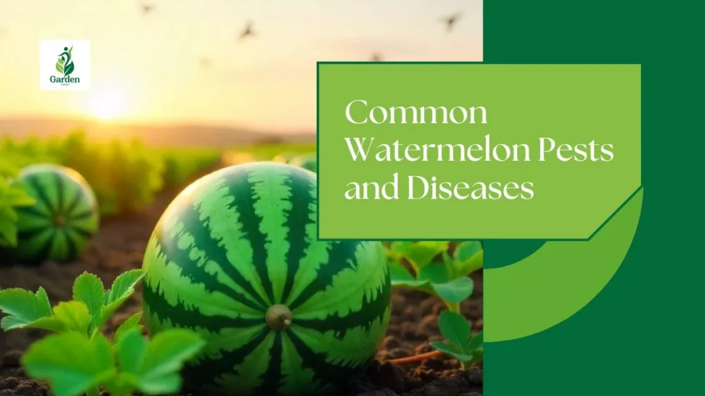 Common Watermelon Pests and Diseases