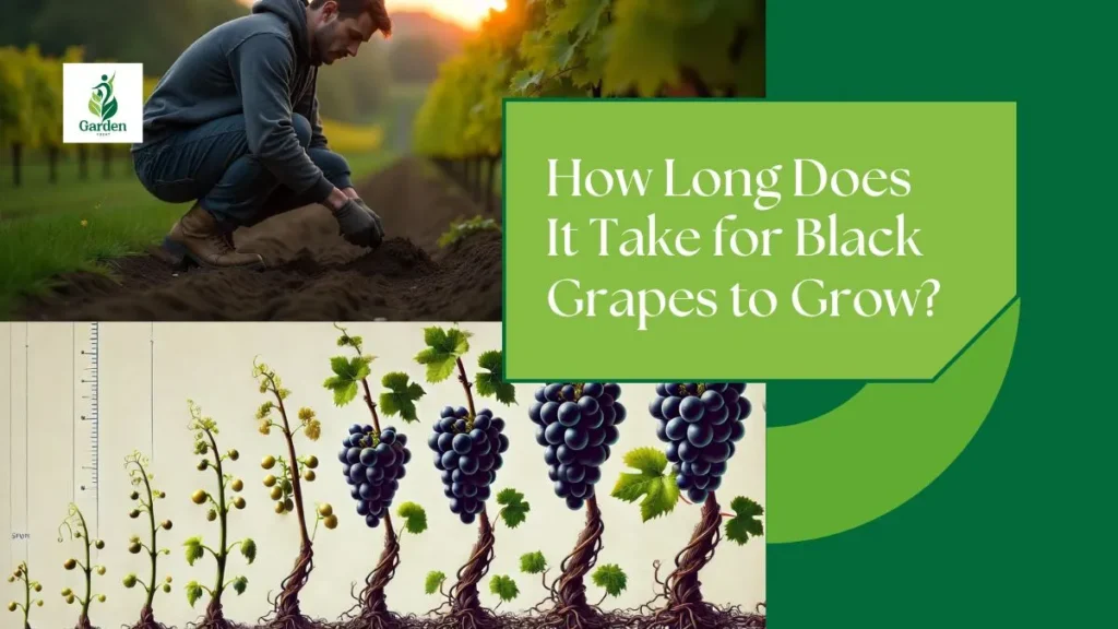 How Long Does It Take for Black Grapes to Grow?