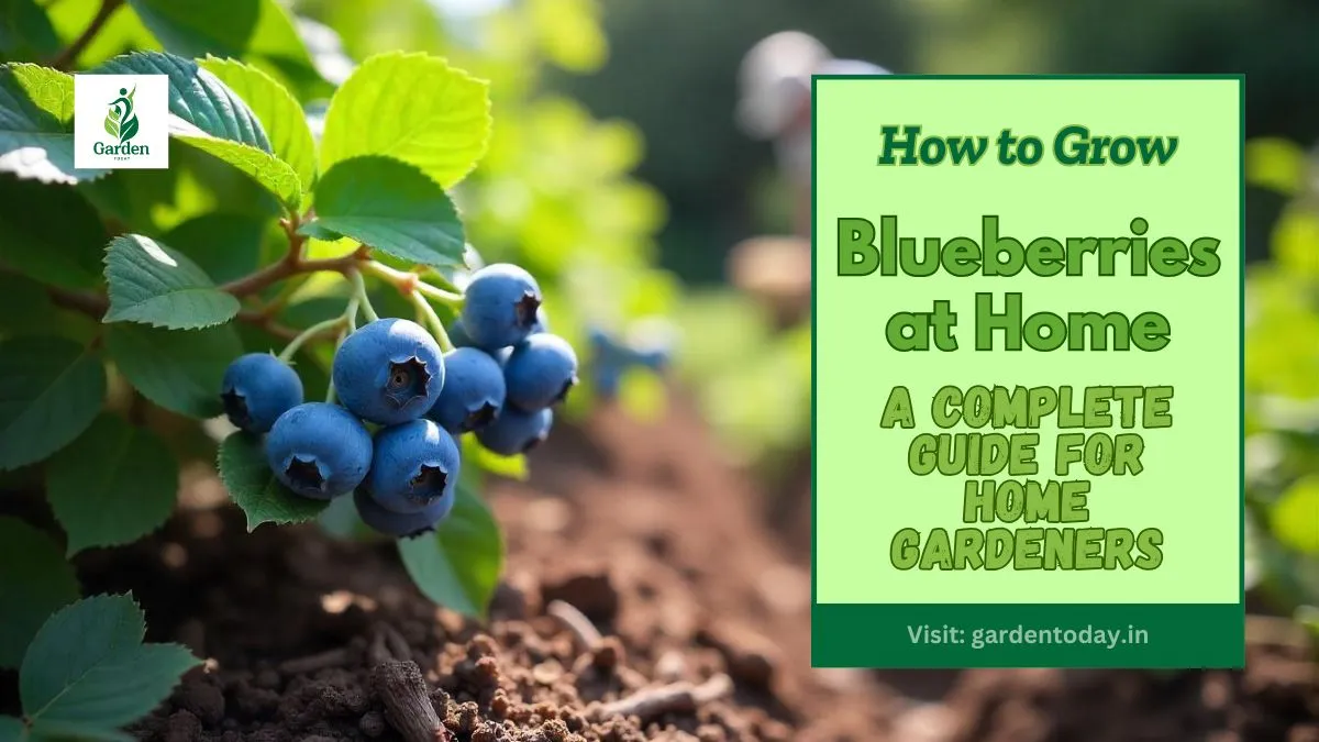 How to Grow Blueberries at Home