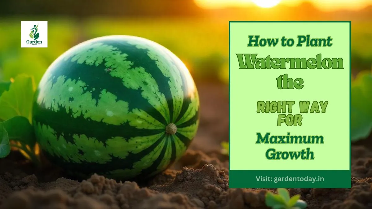 How to Plant Watermelon