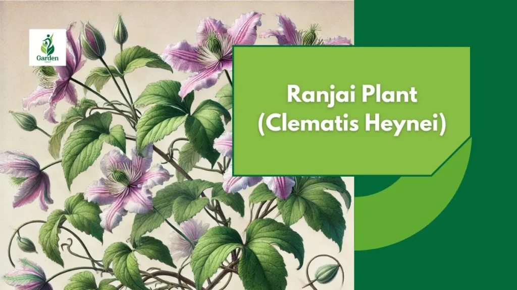 Ranjai Plant (Clematis Heynei)