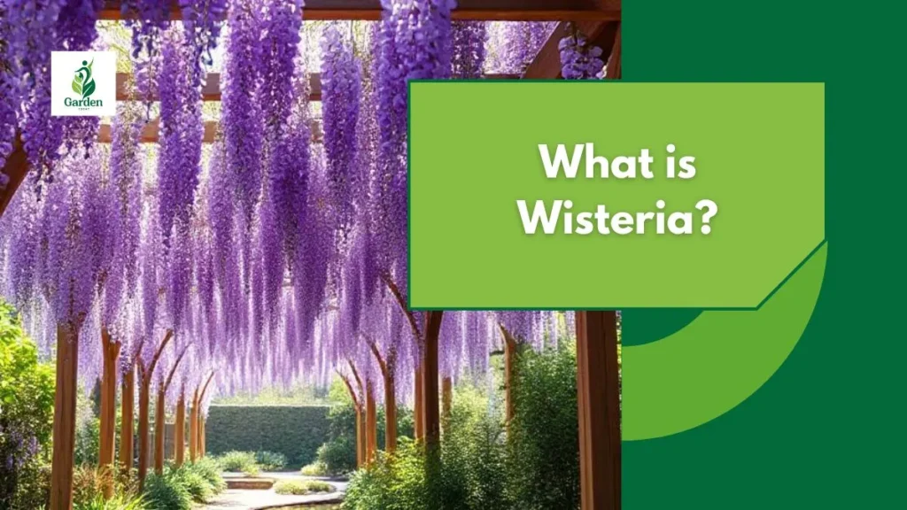 What is Wisteria