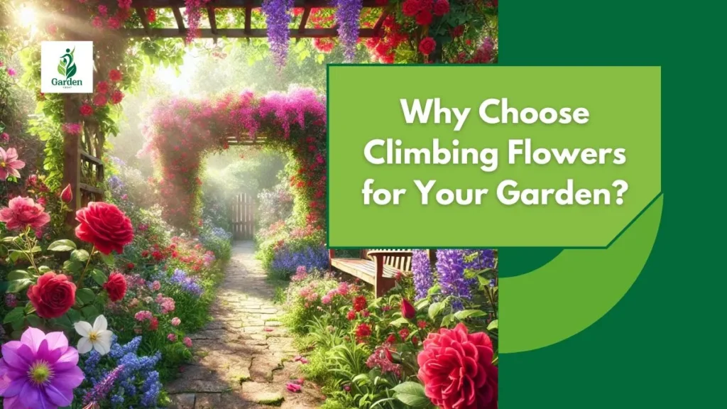 Best Climbing Flowers