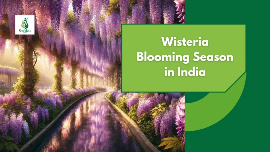 Wisteria Blooming Season in India
