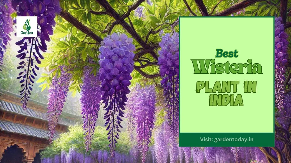 Wisteria Plant in India