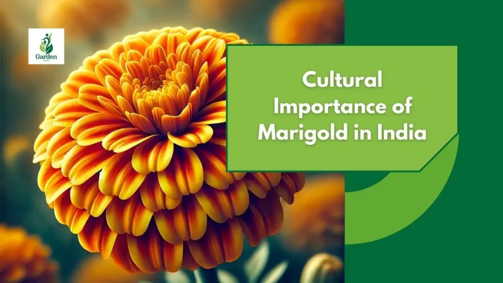 Cultural Importance of Marigold in India