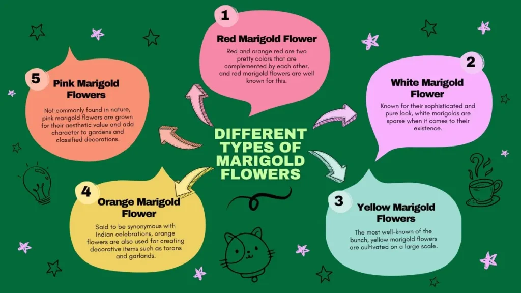 Different Types of Marigold Flowers