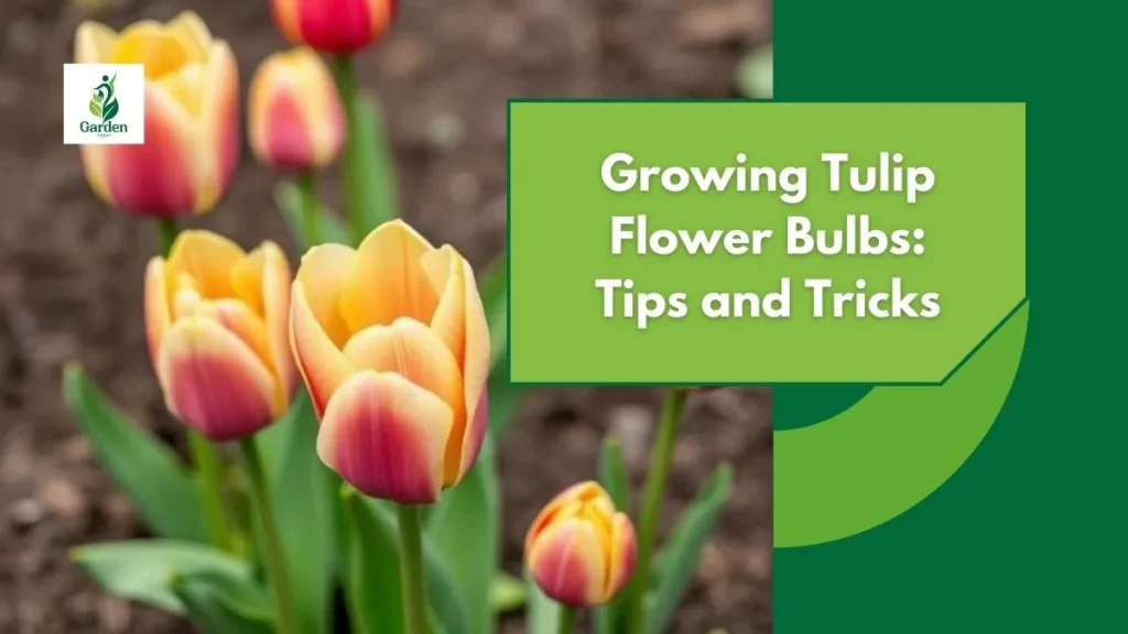 Growing Tulip Flower Bulbs