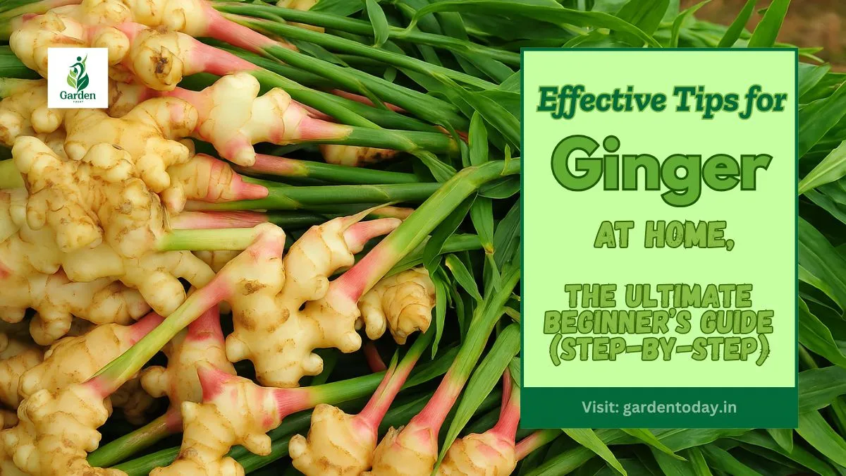 How to Grow Ginger at Home