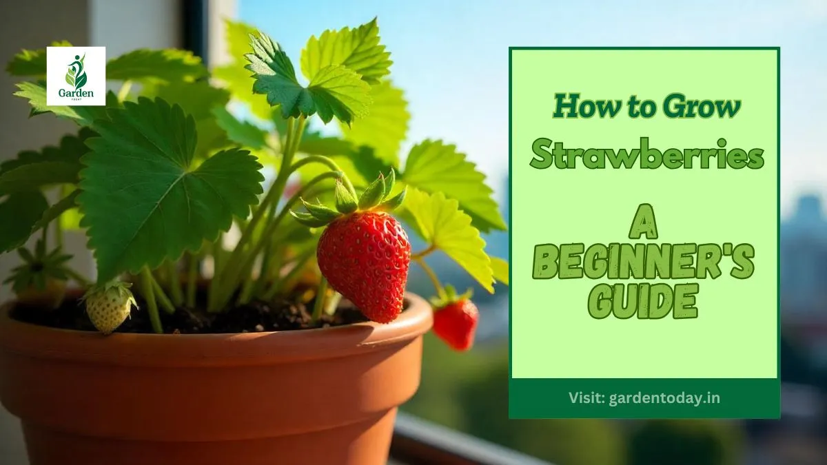 How to Grow Strawberries