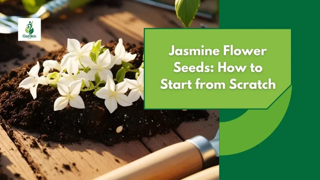 Jasmine Flower Seeds: How to Start from Scratch