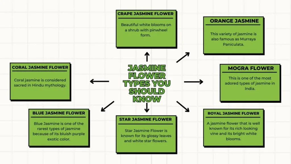 Jasmine Flower Types You Should Know