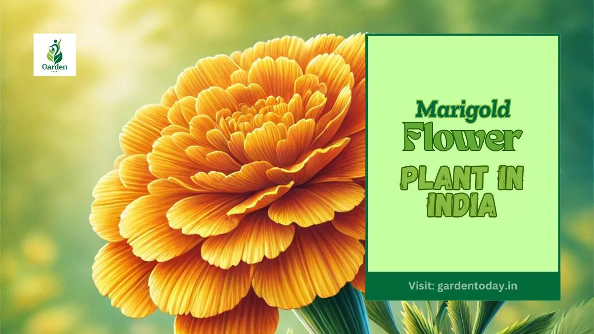 Marigold Flower