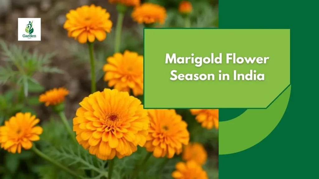 Marigold Flower Season in India