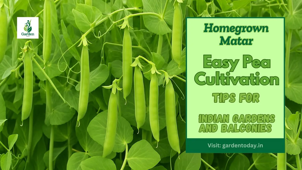 Homegrown Matar: Easy Pea Cultivation Tips for Indian Gardens and Balconies