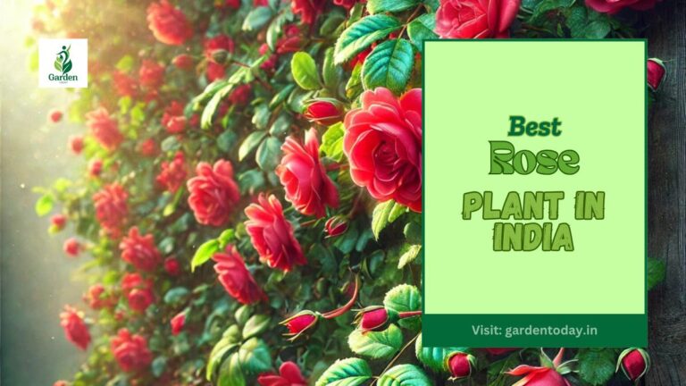 Rose Plant