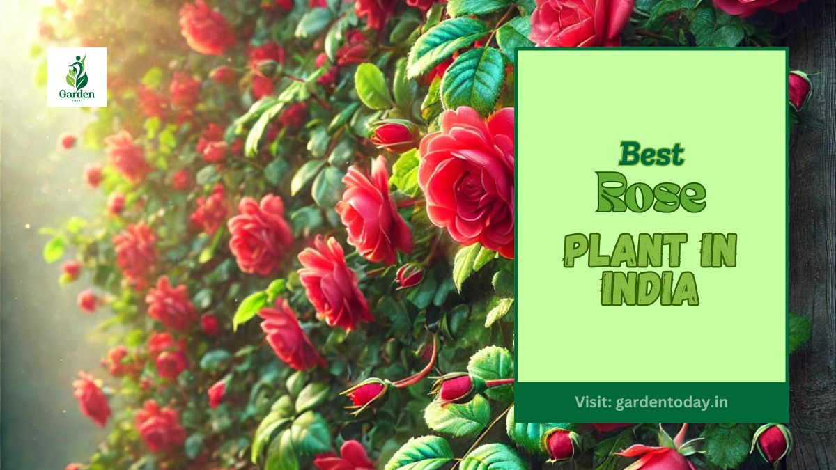 Rose Plant