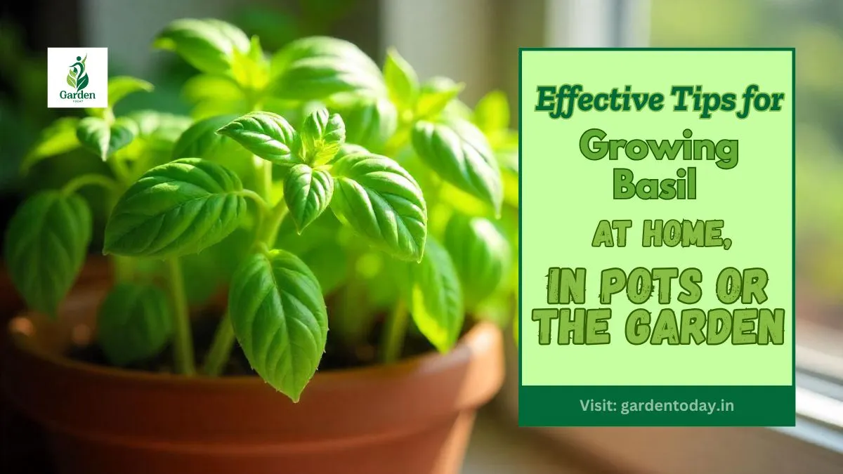 Tips for Growing Basil