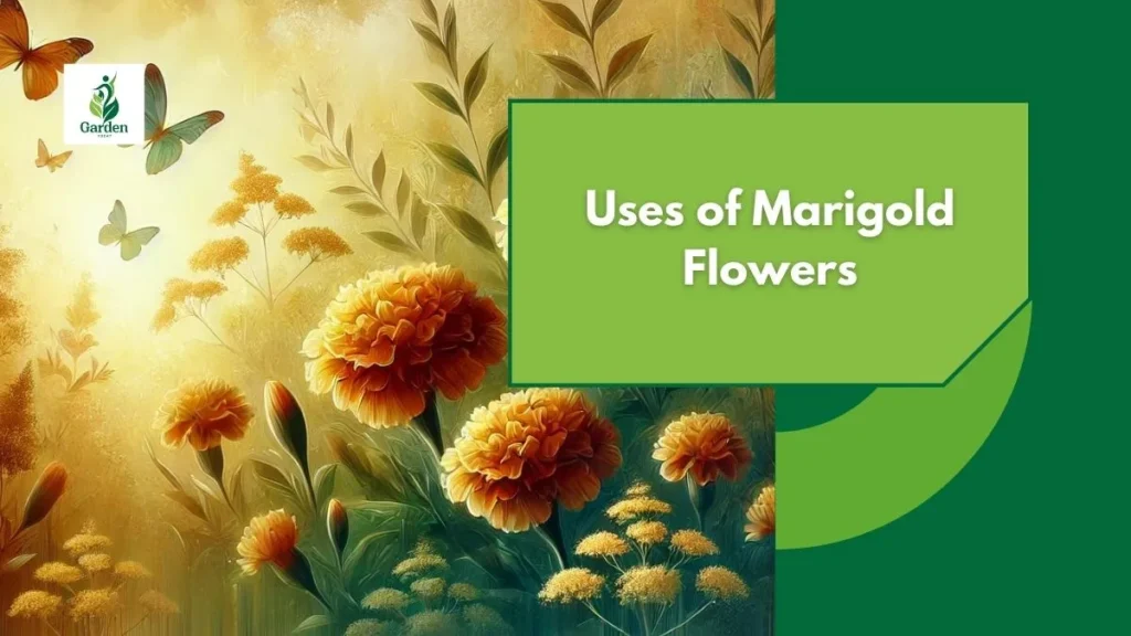 Uses of Marigold Flowers
