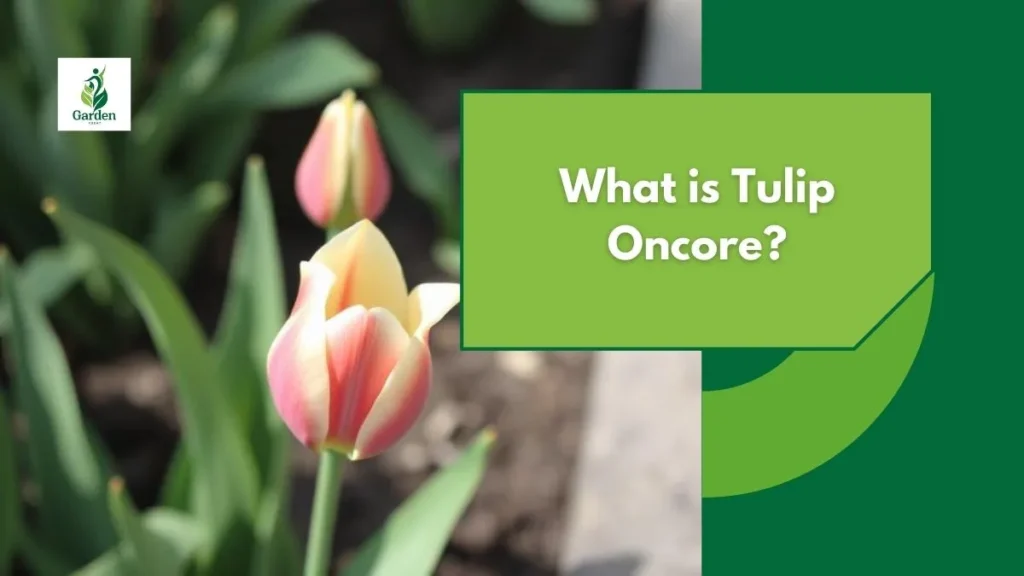 What is Tulip Oncore