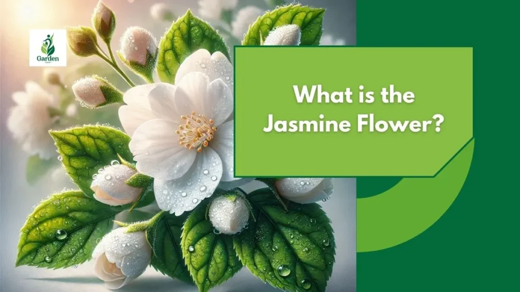 What is the Jasmine Flower