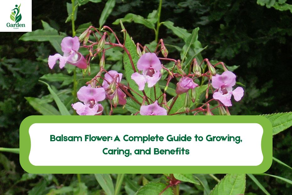 Balsam Flower