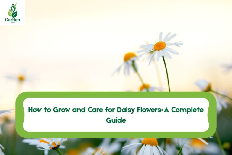 Daisy Flowers