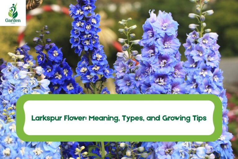 Larkspur Flower