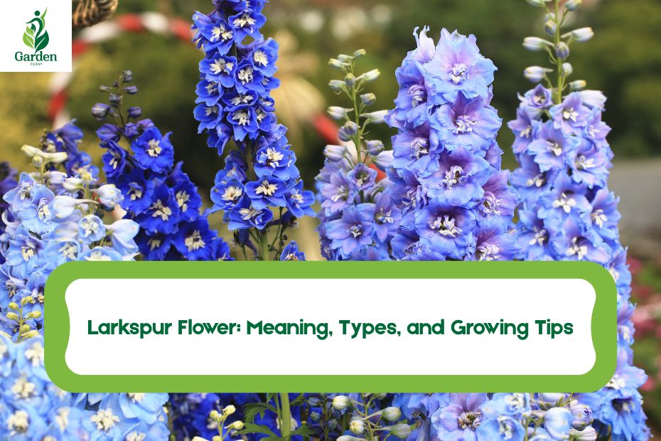 Larkspur Flower