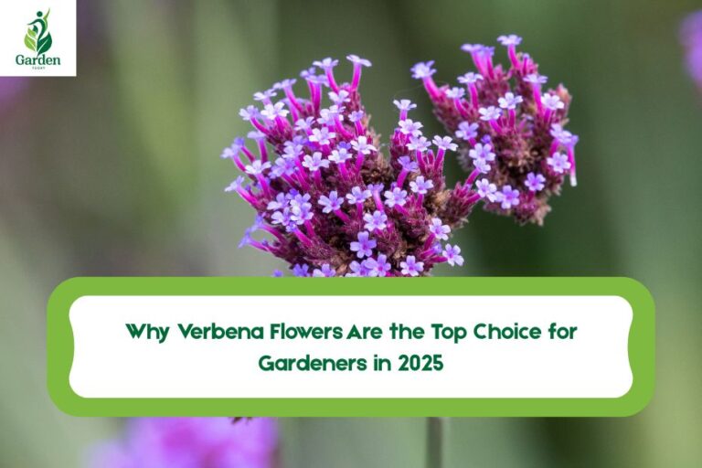 Verbena Flowers