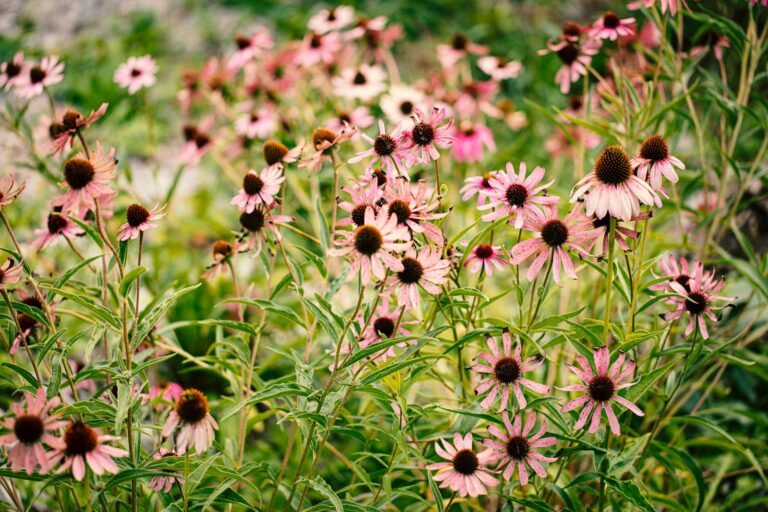 7 Flowering Perennials That Thrive on Neglect – For a Beautiful "Plant-and-Forget" Garden