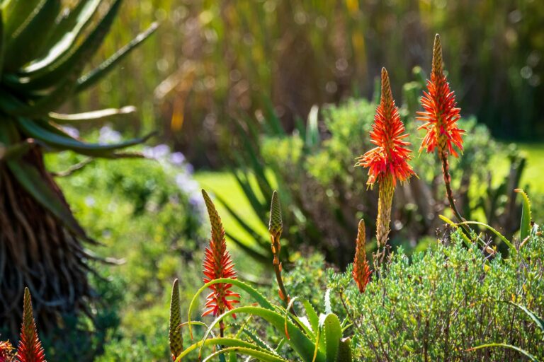 Perennial Plants That Will Bring Timeless Beauty to the Garden