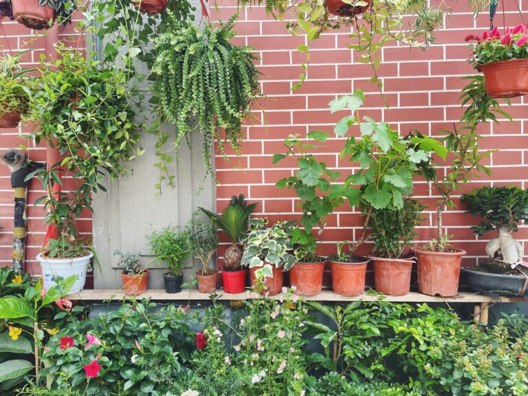 Garden-Saving Tips for Protecting Your Plants During a Heat Wave