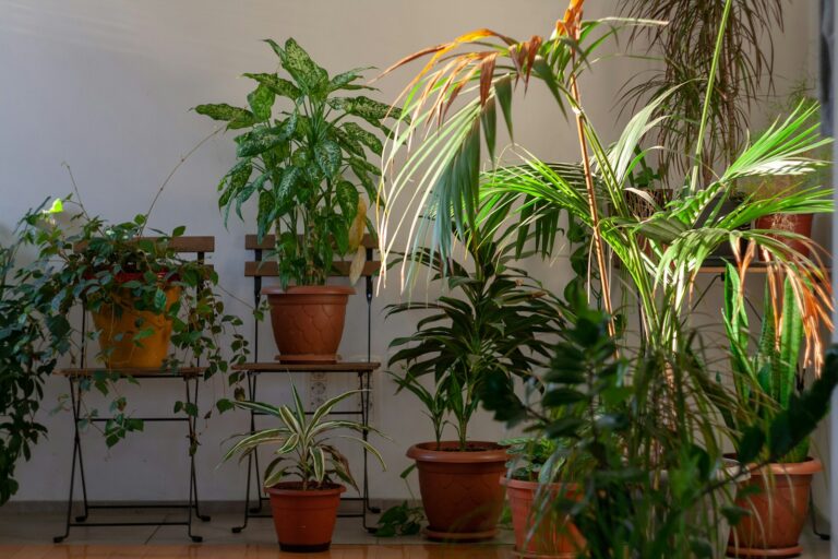 Outdoor Plants That Thrive Without Any Sunlight