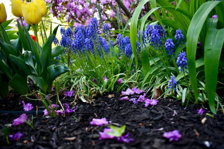 The Fast Growing Ground Cover That Can Give Your Yard A Gorgeous Scent
