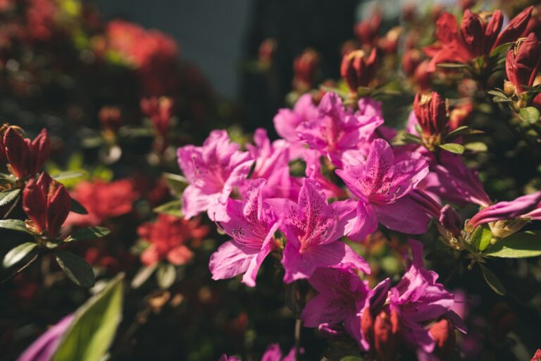 Plants You Should Deadhead in June for Nonstop Summer Blooms