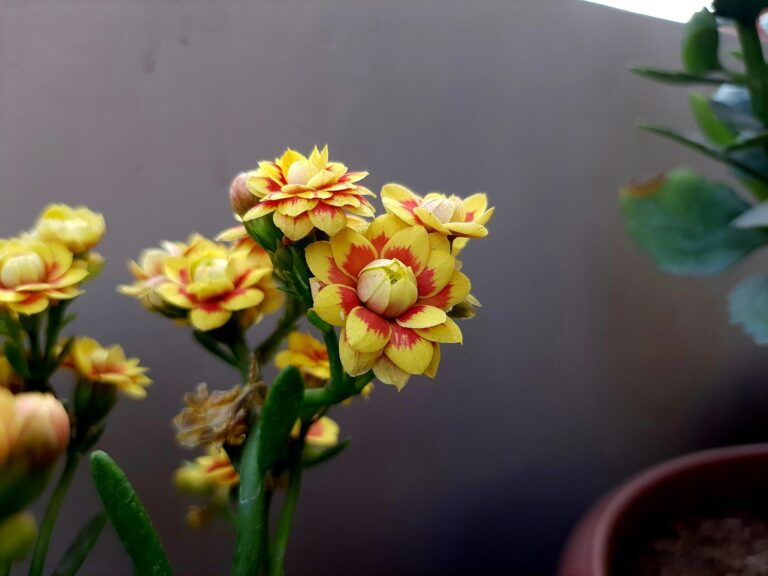 10 Fast-Growing Flowers That Bloom Quickly in June