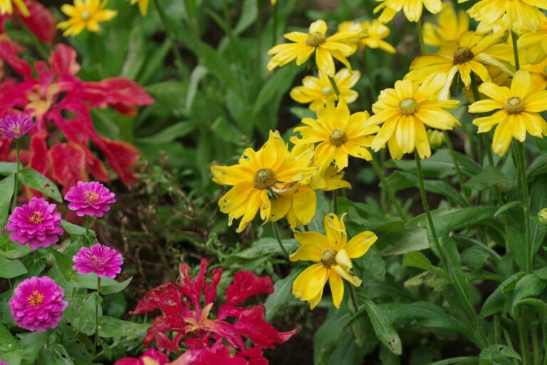 13 Stunning Perennial Plants To Brighten Your Summer Garden