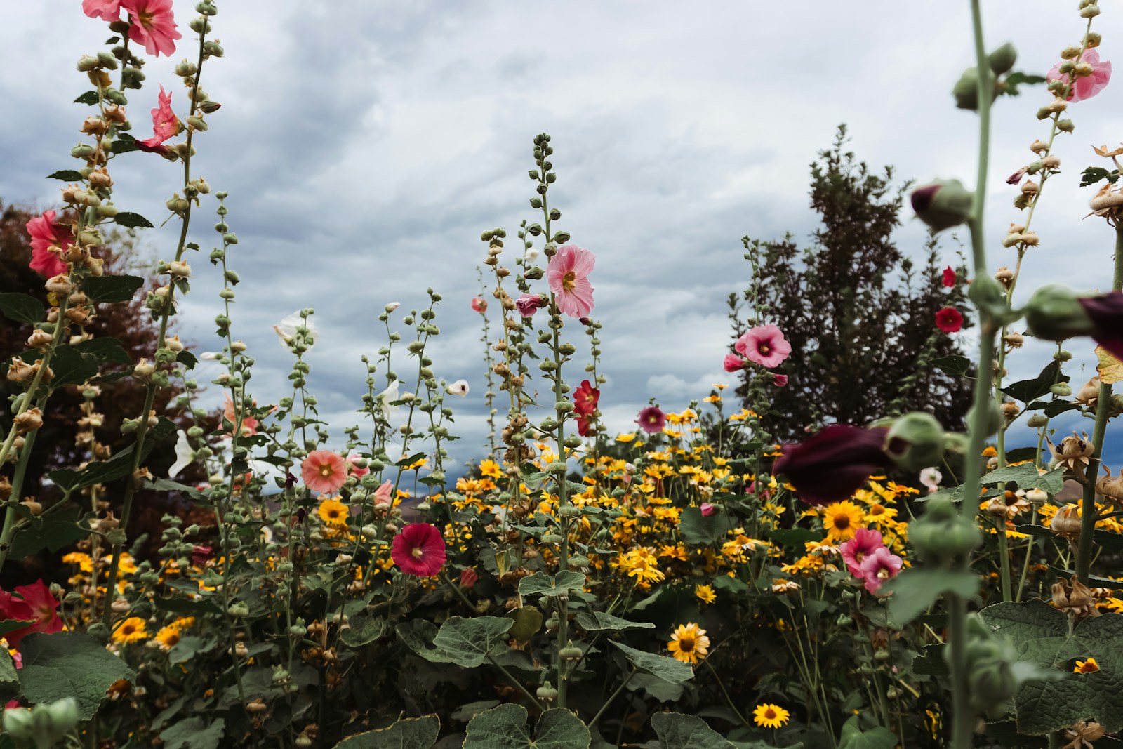 Summer Garden
