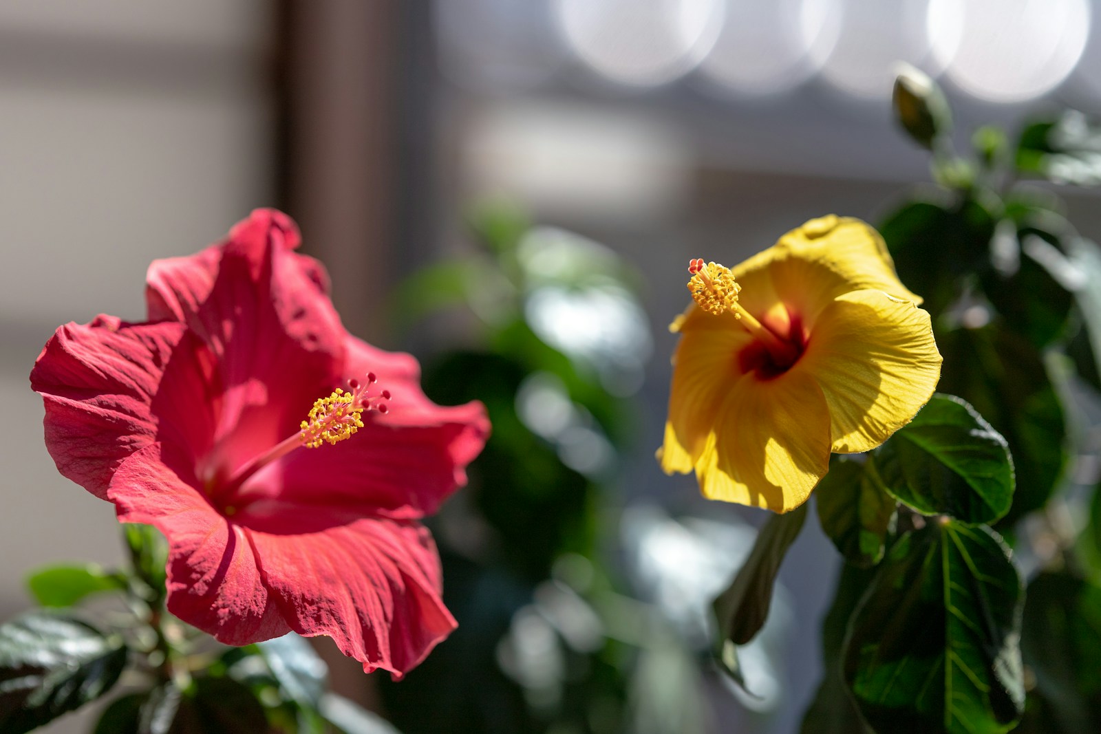 Flowers That Need Extra Attention During a Heatwave